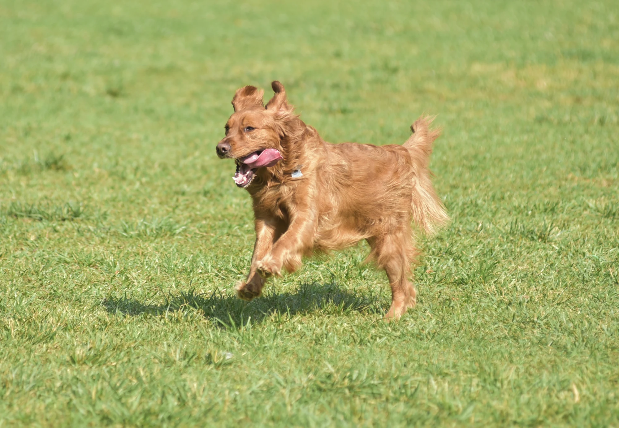 Small dog running in a grassy field.